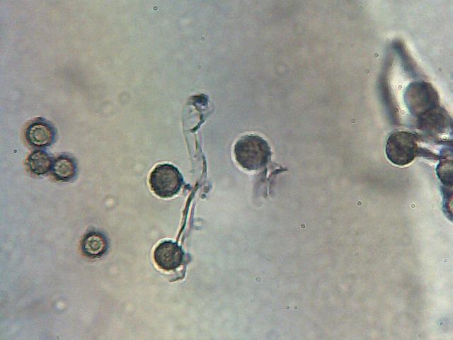 I Comitato Scientifico A.MI.Umbria